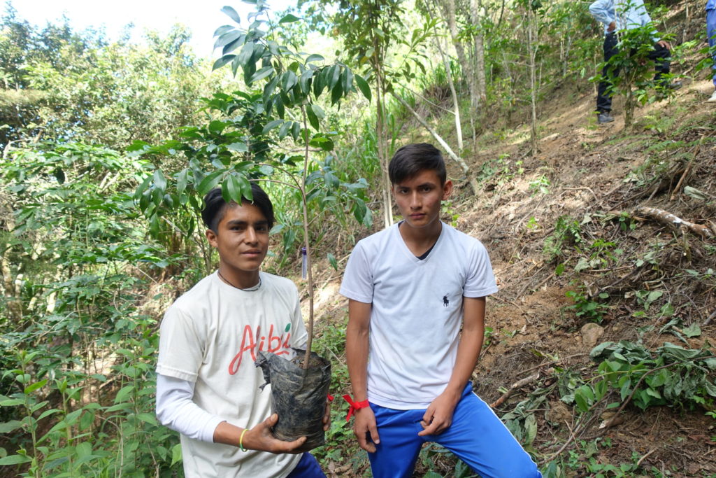 Plantación de árbol 1